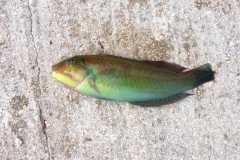 Do the funky green dick! (Thanks! But I'm pretty sure this actually a blackear wrasse)